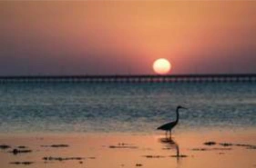 Silhouette of a large wading bird (likely a heron or egret) standing in the shallow water during a vivid sunset, with a long, low bridge visible across the horizon and the sun setting as a bright orange sphere.
