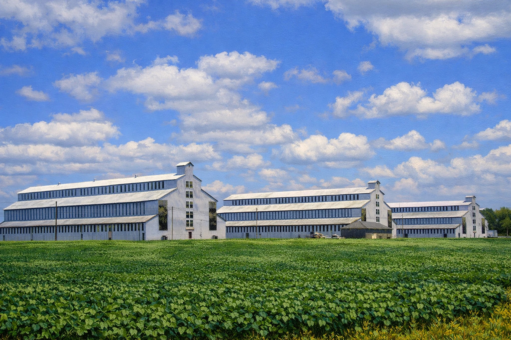 Three long white rickhouse buildings beyond a wide green field under a bright blue sky with scattered clouds.